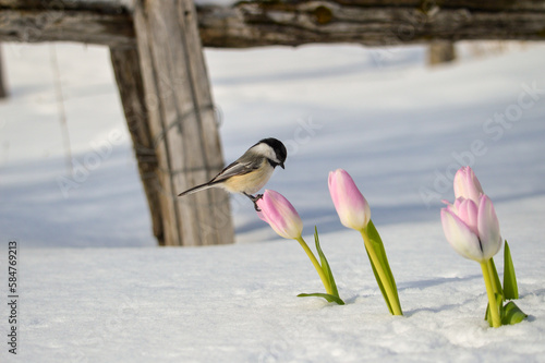 Chickadee on tulipe in spring