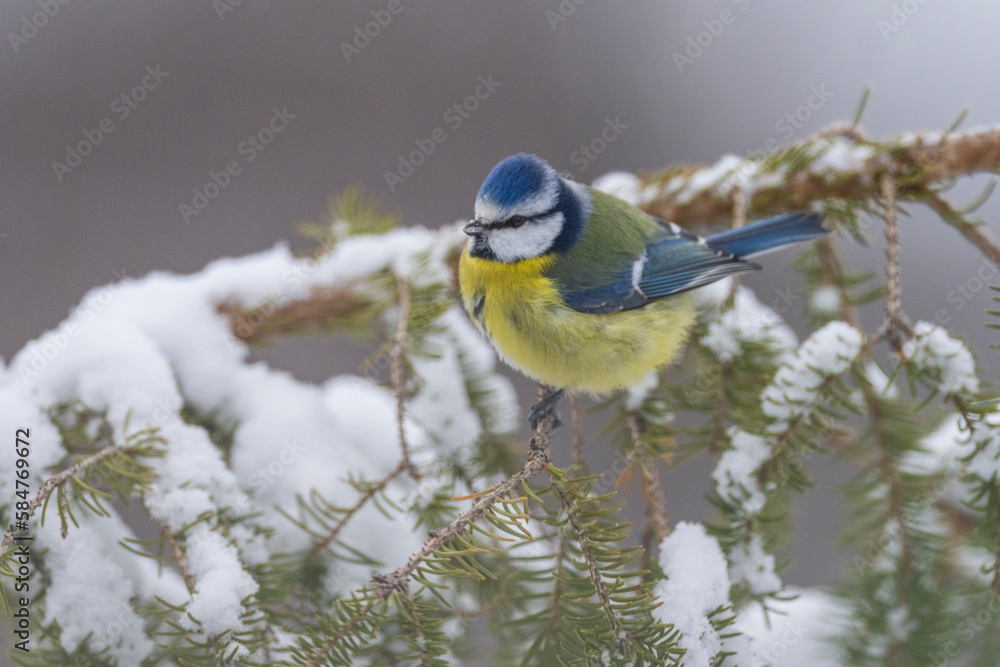 Obraz premium Blue tit on a branch