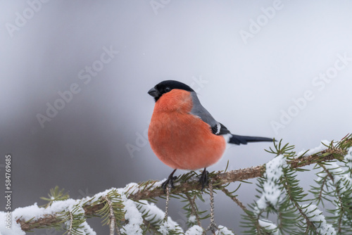 Obraz na plátně Eurasien bullfinch (Pyrrhula pyrrhula)