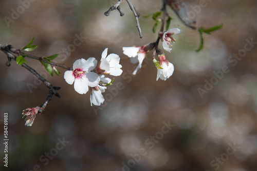 Almond fresh beautiful tree blossom in spring. Copy space for text