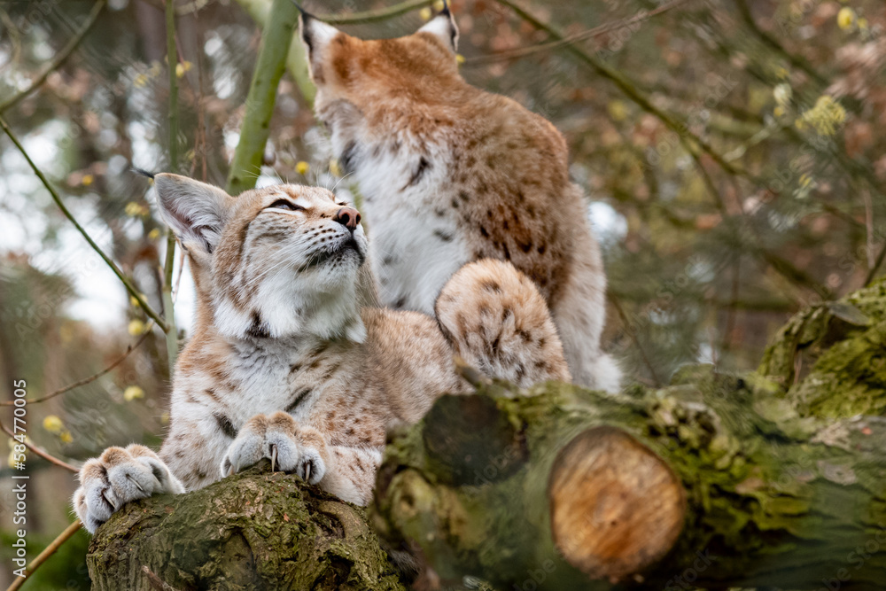 Obraz premium beautiful young european lynx close up