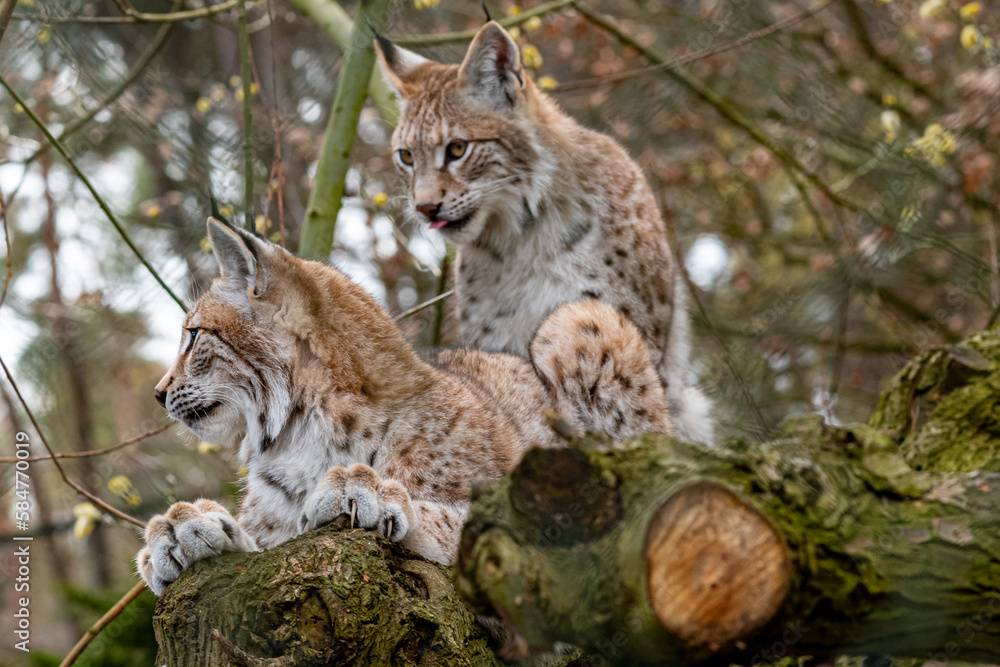 beautiful young european lynx close up beautiful young european lynx close up