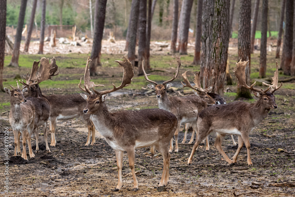 deer in the woods deer in the woods