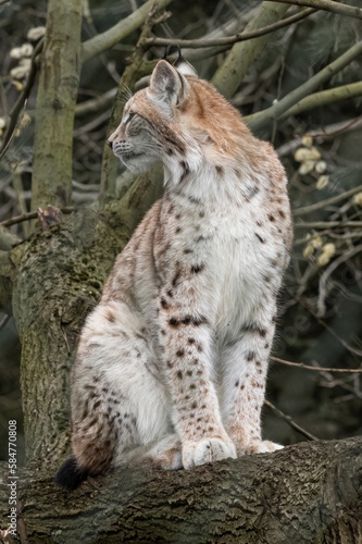 beautiful young european lynx close up