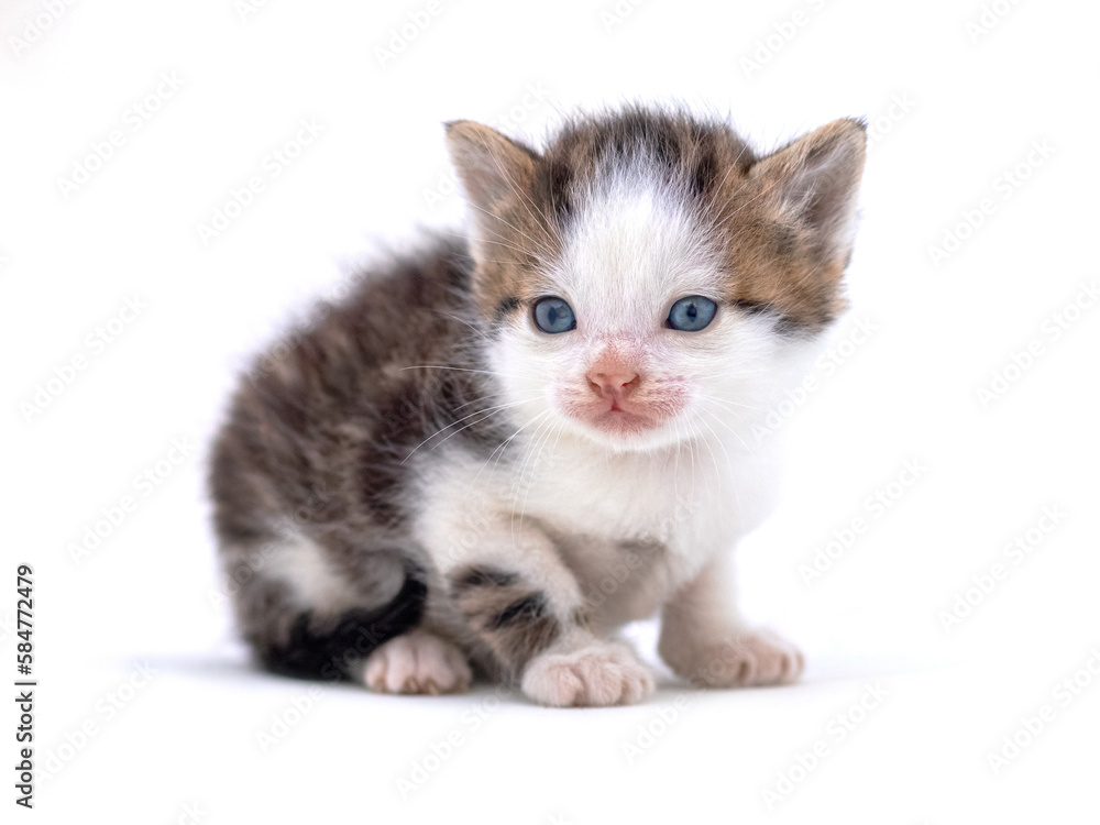 Obraz premium Cute fluffy kitten on white isolated background. Magic cat