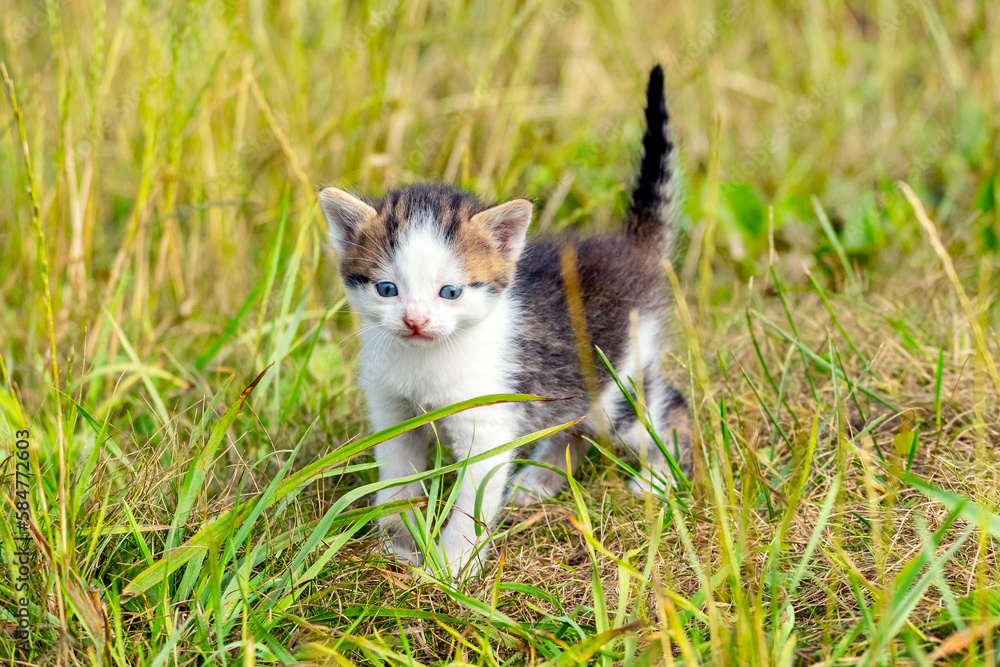 A small cute kitten goes in the garden on the grass A small cute kitten goes in the garden on the grass