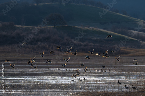 Mallard ducks fly. Flock of ducks flying in flight.