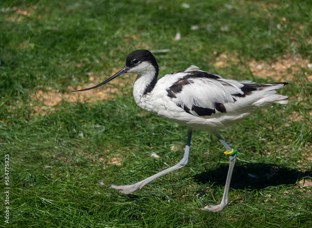 Fototapeta premium Long-billed Curlew shorebird of the family Scolopacidae