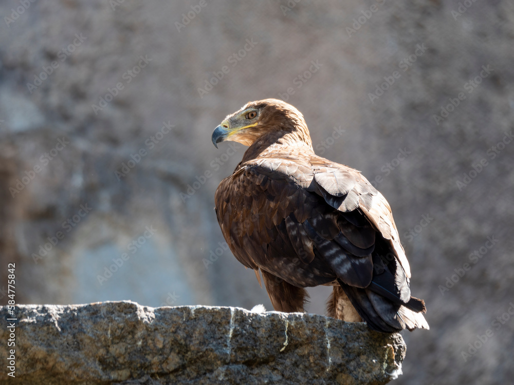 Bald Headed Eagle, close up shot with blurred background Bald Headed Eagle, close up shot with blurred background