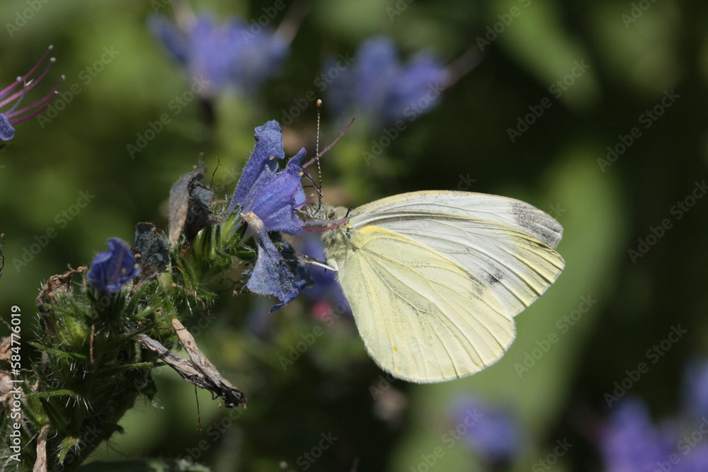 Piéride de l'ibéride (Pieris mannii) Piéride de l'ibéride (Pieris mannii)