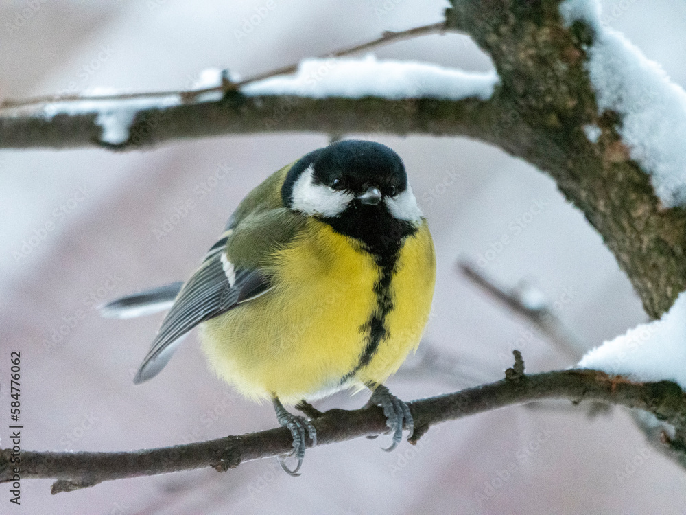 Birds near Moscow, yellow oatmeal on a tree branch Birds near Moscow, yellow oatmeal on a tree branch