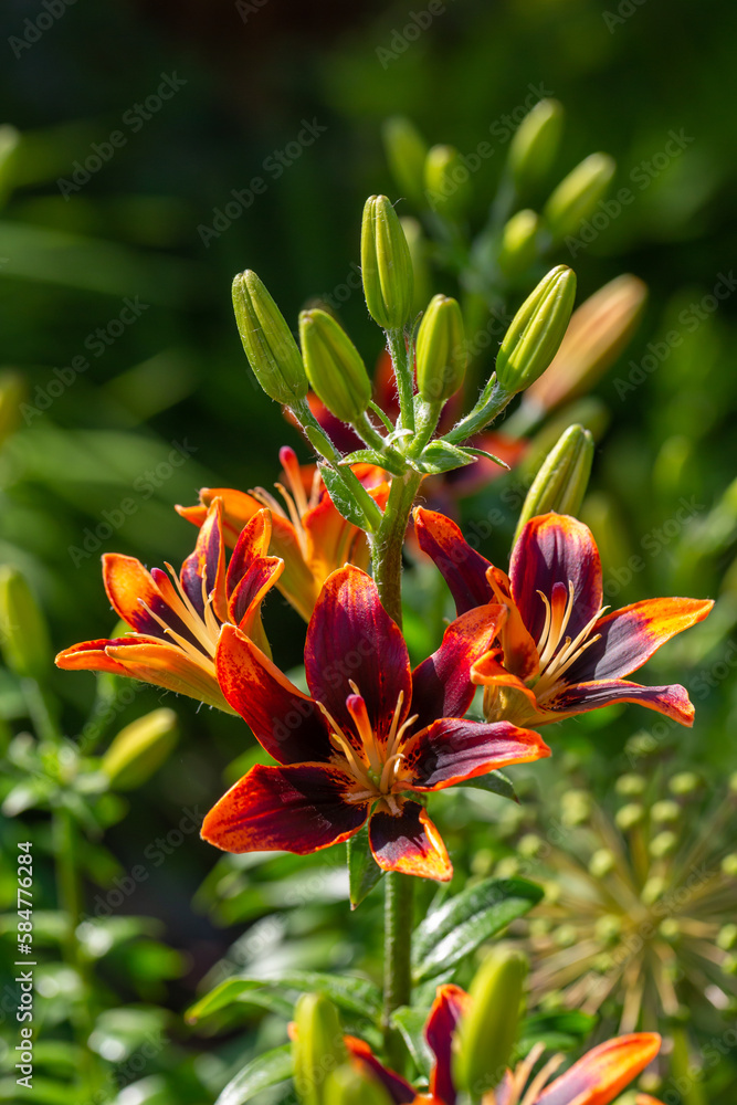 Multicolor lily flower macro photography in a summer day. Bright garden flowers with bicolor petals on a green background closeup photo.	