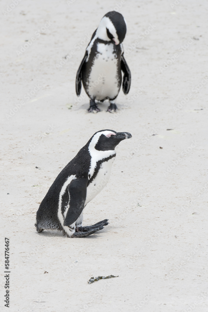 Fototapeta premium penguin on sand at Boulders beach, Cape Town
