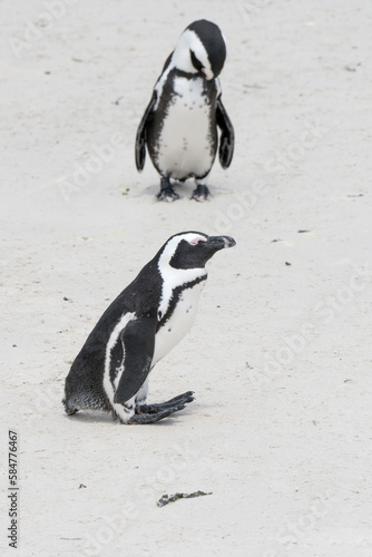 penguin on sand at Boulders beach, Cape Town