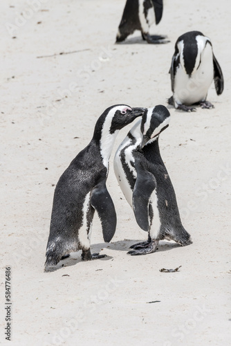 penguins kissing on sand at Boulders beach, Cape Town