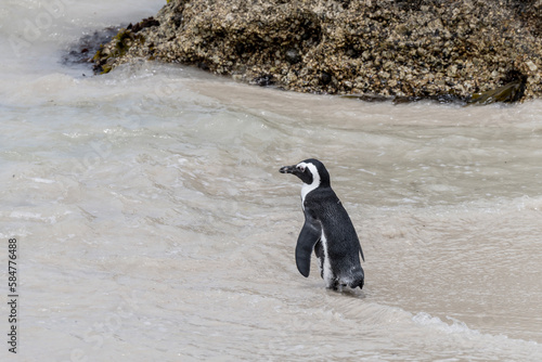 penguin going into water at Boulders beach, Cape Town