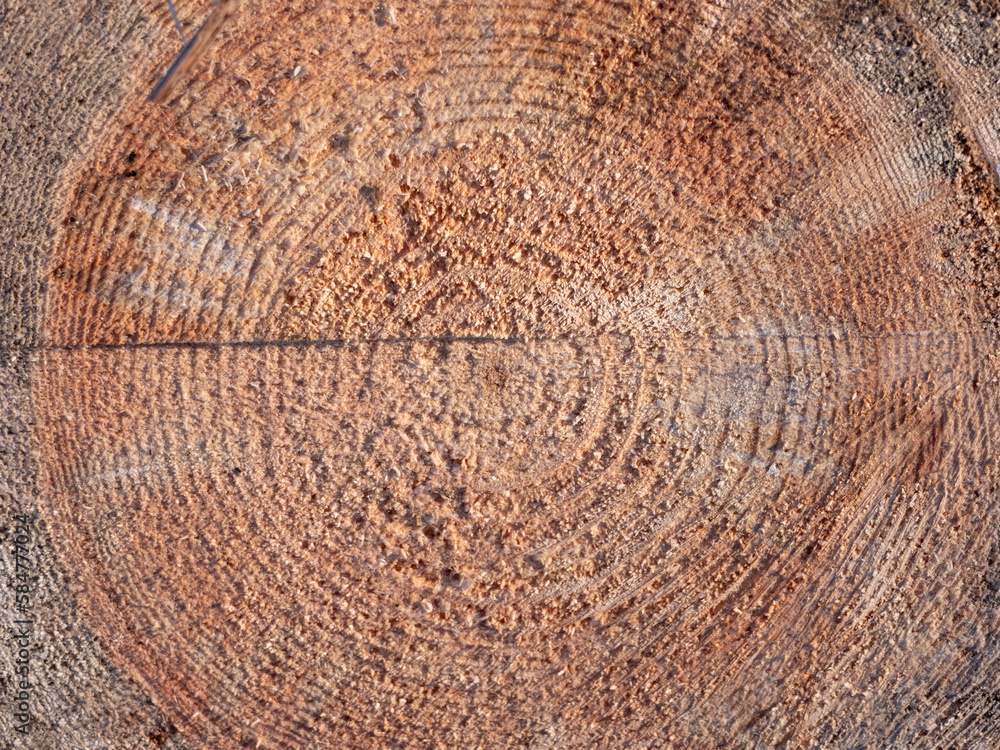 Naklejka premium Tree rings saw cut tree trunk background.