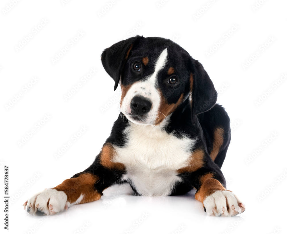 puppy Appenzeller Sennenhund puppy Appenzeller Sennenhund