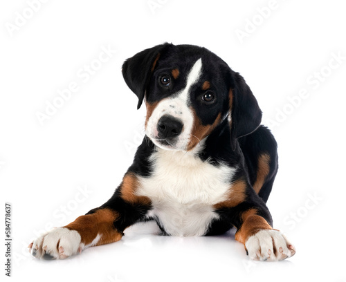 puppy Appenzeller Sennenhund