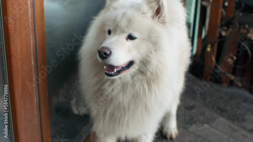 Fluffy white big dog Samoyed husky northern breed close-up photo