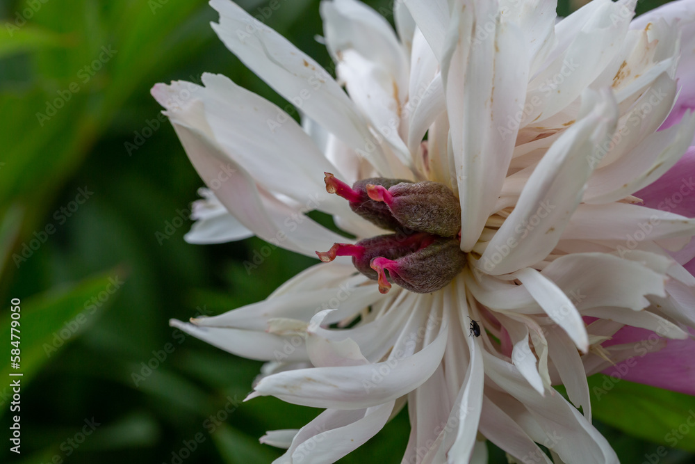 Blossom white peony flower on a summer sunny day macro photography. Garden fluffy peony with white petals in the summer close-up photo. Big paeony flower on a green background nature wallpaper. Blossom white peony flower on a summer sunny day macro photography. Garden fluffy peony with white petals in the summer close-up photo. Big paeony flower on a green background nature wallpaper.