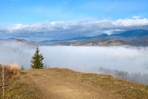 Autumn mountain landscape, big spruce tree on the road, dense fog over mountains.