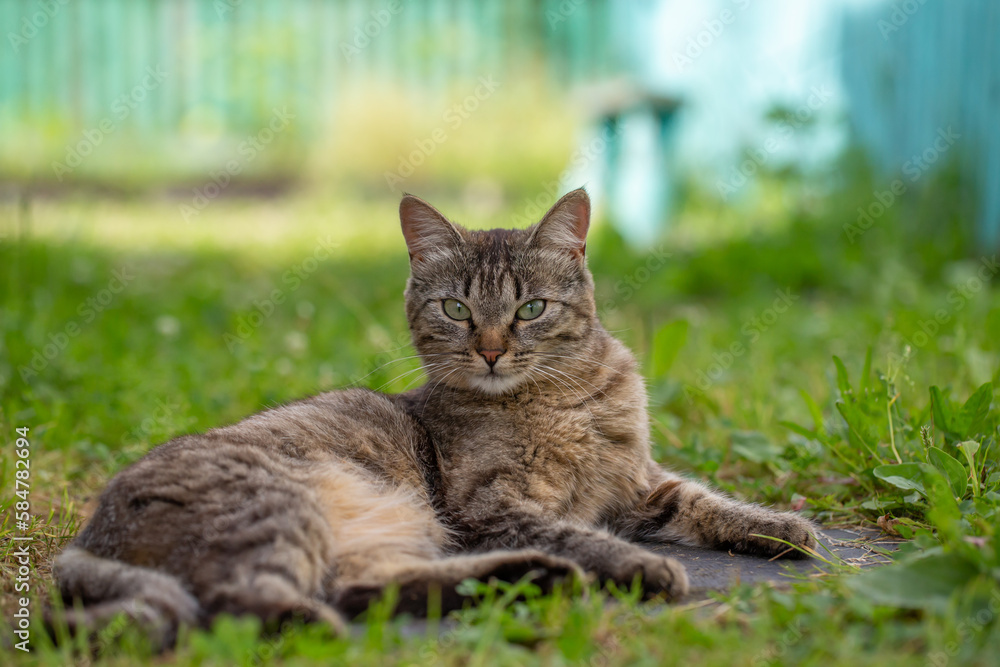 Portrait of a gray cat lying on green grass on a sunny summer day. A domestic smoky cat lies on a meadow in the summer.