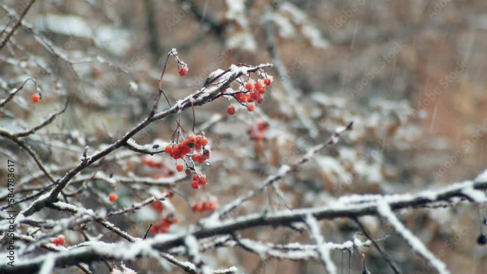 Rowan red under the snow. Winter snowfall on the street in cold snowy christmas weather. Rowan red under the snow. Winter snowfall on the street in cold snowy christmas weather.