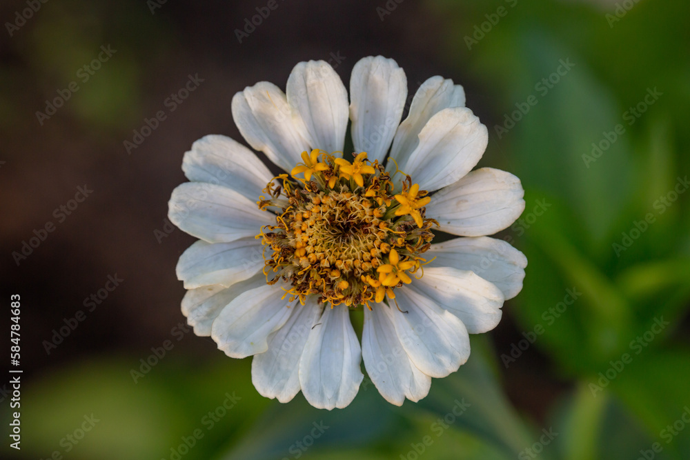 Blossom white zinnia flower on a green background on a summer day macro photography. Blooming zinnia with white petals close-up photo in summertime. Blossom white zinnia flower on a green background on a summer day macro photography. Blooming zinnia with white petals close-up photo in summertime.