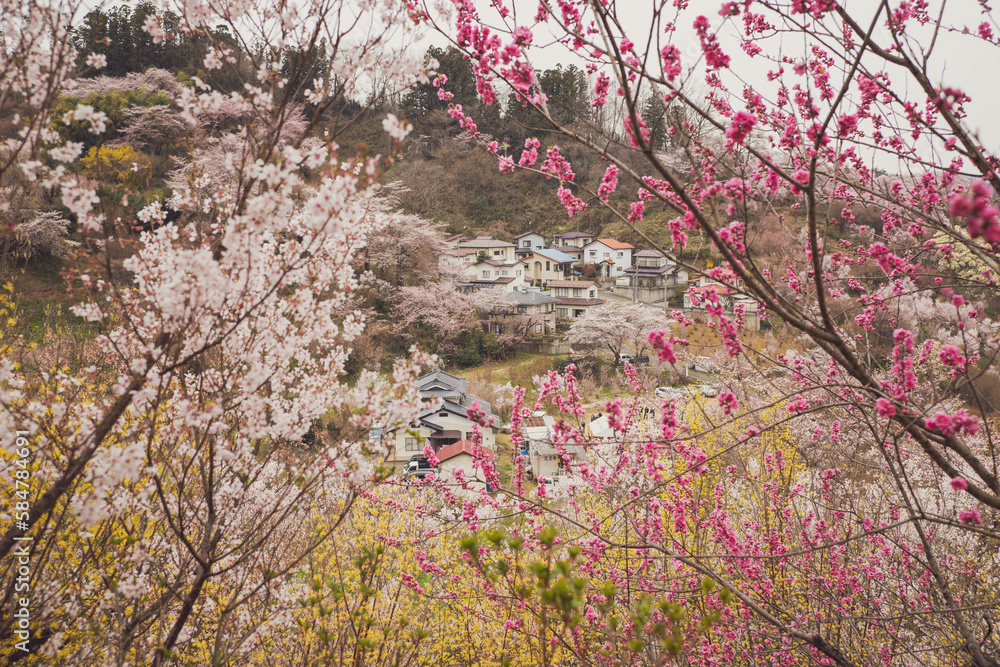 Cherry-blossom trees (Sakura) and Beautiful multicolor flowering trees at Hanamiyama (Mountain of flowers) park in Fukushima town, Japan Cherry-blossom trees (Sakura) and Beautiful multicolor flowering trees at Hanamiyama (Mountain of flowers) park in Fukushima town, Japan