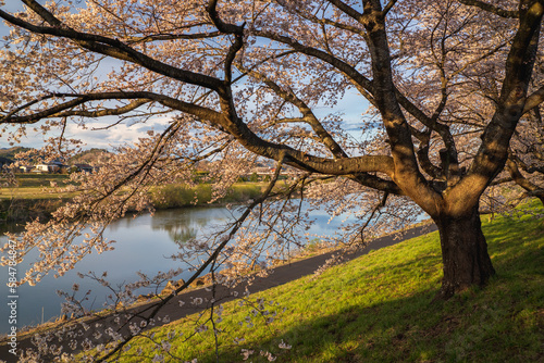 View of Cherry Blossom at shiroishi river banks in Funaoka Castle Park, Sendai, Miyagi, Japan