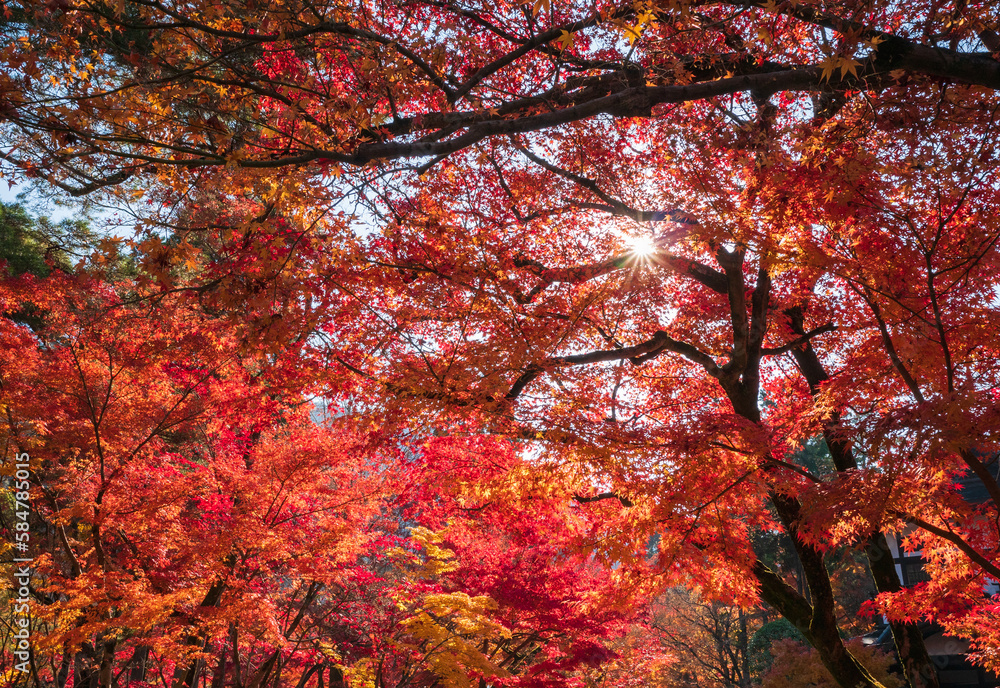Autumn colorful red maple leaf under the maple tree Autumn colorful red maple leaf under the maple tree