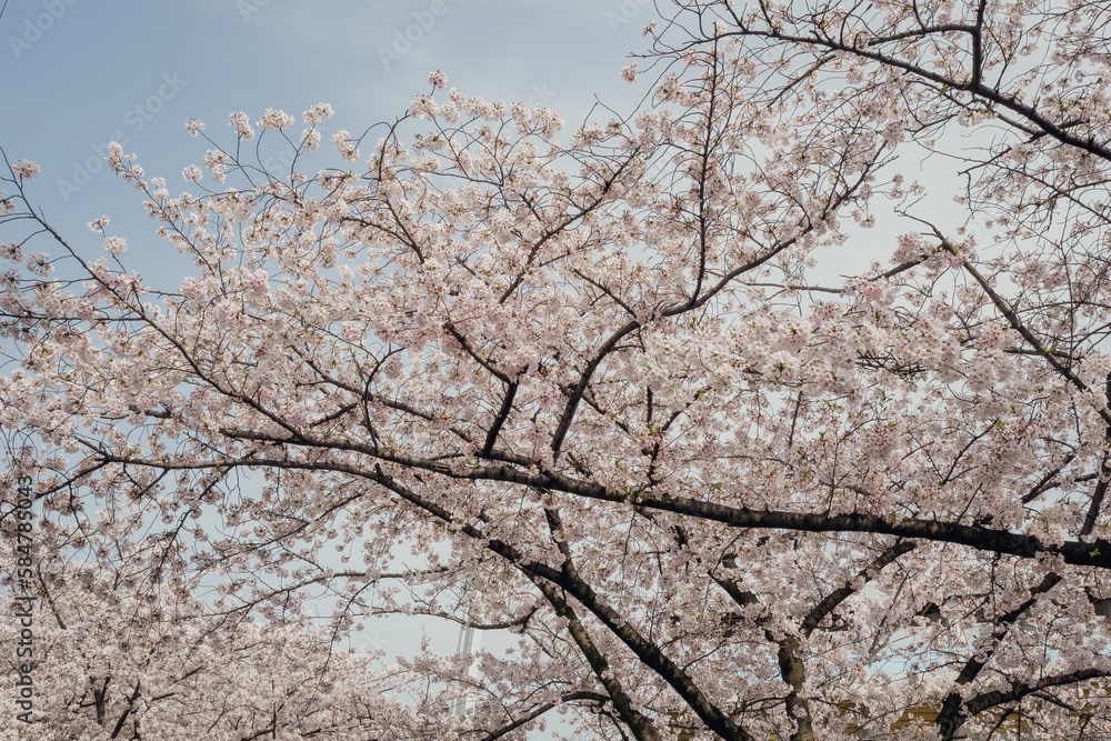 branches of blossoming cherry against background branches of blossoming cherry against background