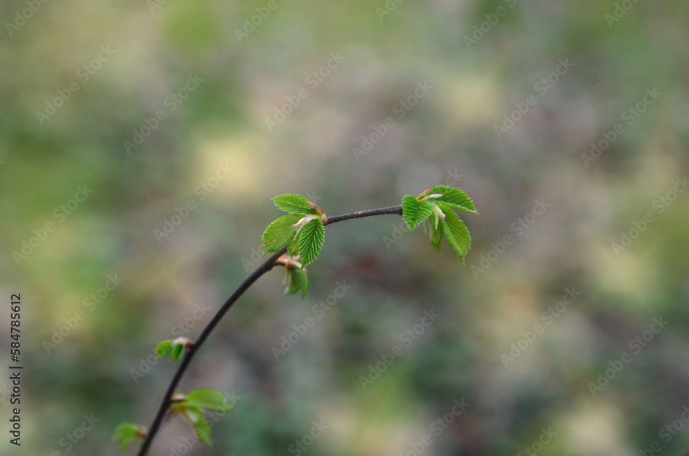 The first spring green leaves on the branch of a young tree against natural blurred background. Spring awakening of nature concept. Free copy space. The first spring green leaves on the branch of a young tree against natural blurred background. Spring awakening of nature concept. Free copy space.