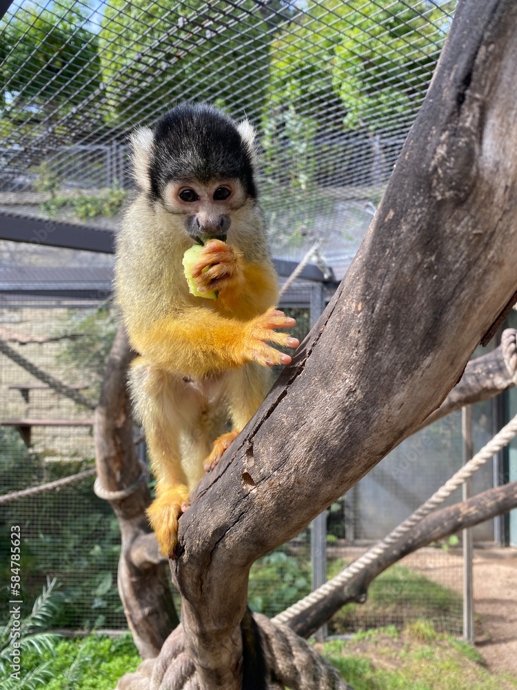 Obraz premium monkey