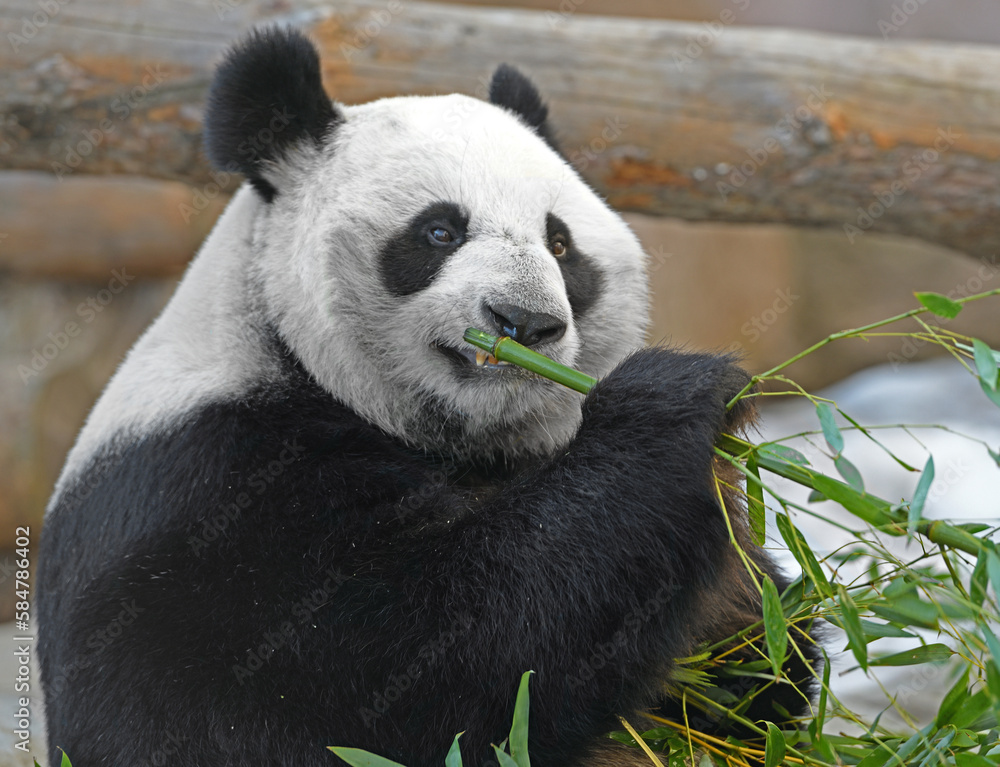 Obraz premium Fun Giant panda (Ailuropoda melanoleuca) with delicious bamboo in spring