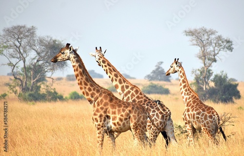 Giraffes in the savannah © Deanna