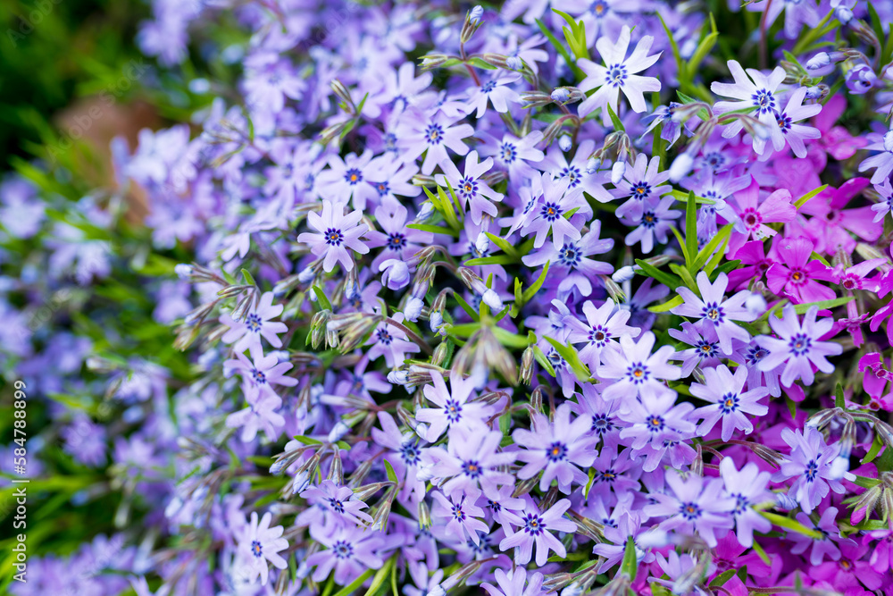 Close up of wildflowers blue Phlox.  Bloom Time is late spring and early summer.