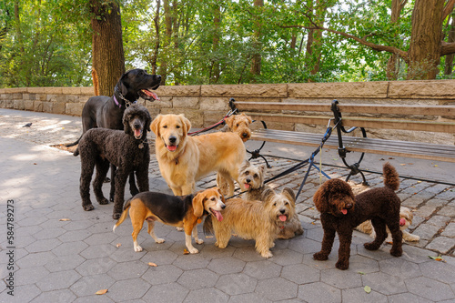 Variety of large and small dog breeds tied up by dog walker during a walk on the Upper West Side, New York City, USA