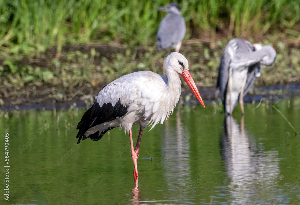 The white stork The white stork