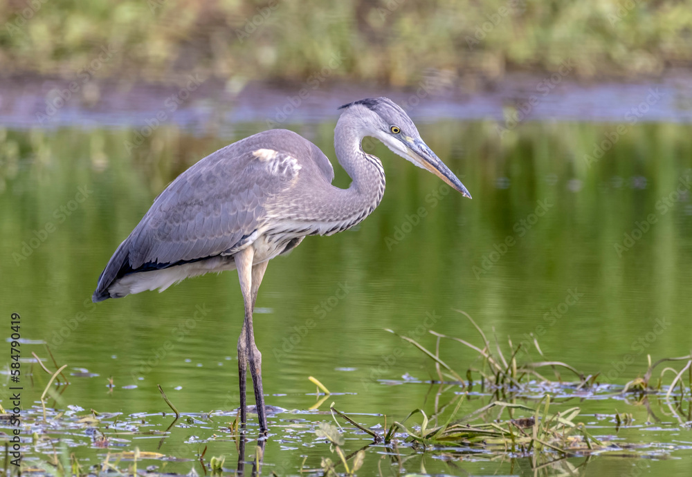 Obraz premium Grey heron