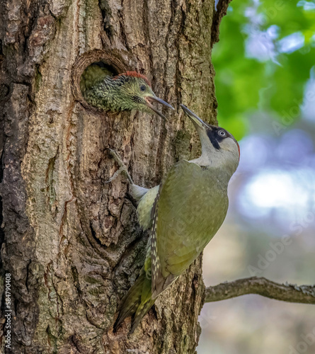 The European green woodpecker