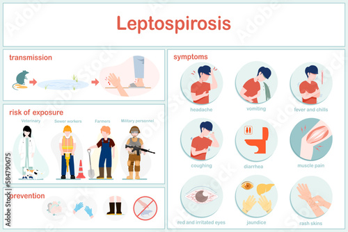 vector illustrations infographic of Leptospirosis.How animal-borne pathogens are spread to humans.Examples of groups at risk of infection are farmers,veterinarians,soldiers,and sewer workers.Symptoms 