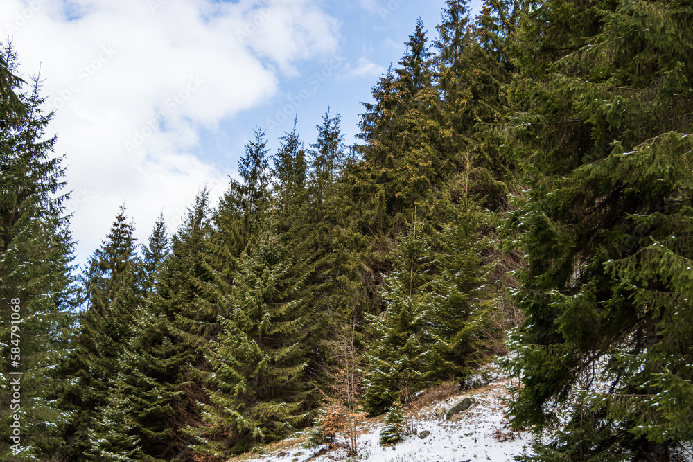 pine forest in winter pine forest in winter