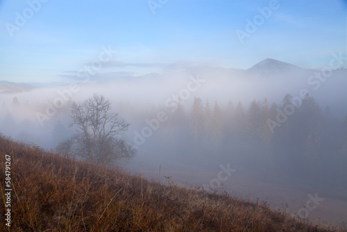 Dense fog over mountains, silhouettes of spruce trees and mountains, early morning. Ukraine, Carpathians.