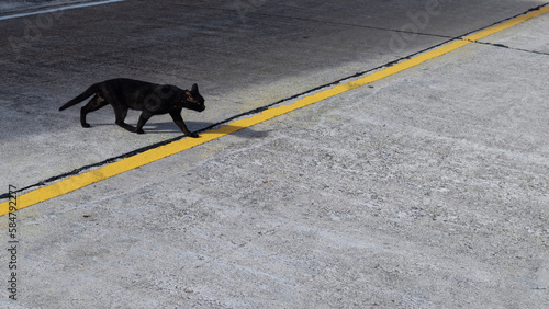 Tableau sur toile Black cat crossing road, and stepping on crack in the road, symbolizing bad luck