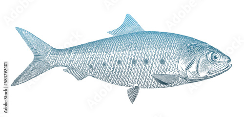 Pacific menhaden ethmidium maculatum, tropical marine fish from Southwest Pacific