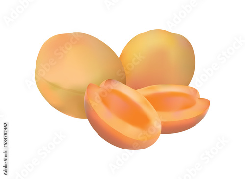 Realistic apricot. Detailed illustration. 