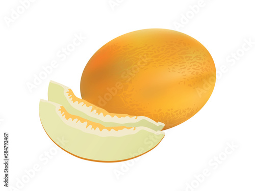 Realistic melon. Detailed illustration. 