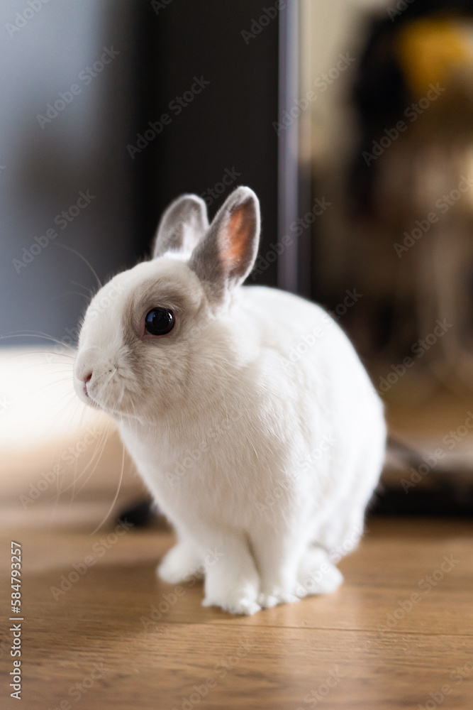 Lapin blanc mignon